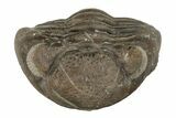Wide, Enrolled Eldredgeops Trilobite Fossil - Ohio #188909-2